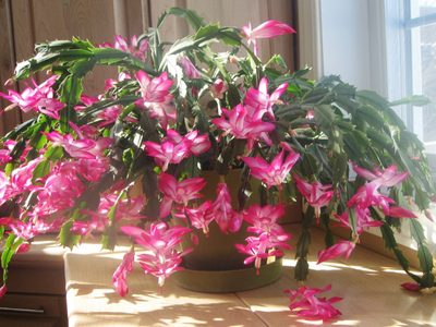 Cómo reproducir tu Cactus por esquejes y en perlitas: el trucazo para que tu jardín sea hermoso y abundante