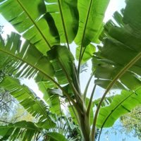 Ni aceite, ni rocío vegetal: la planta que podés usar en tu cocina como el mejor antiadherente