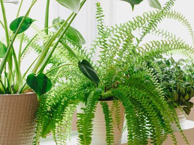 El secreto de los jardineros para que tus helechos crezcan fuertes y verdes dentro de casa