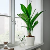 3 plantas de interior que toleran el frío del aire acondicionado