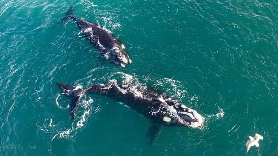Ballenas en Las Grutas