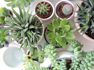 Tres aceites esenciales para que tus suculentas crezcan sanas y más rápido