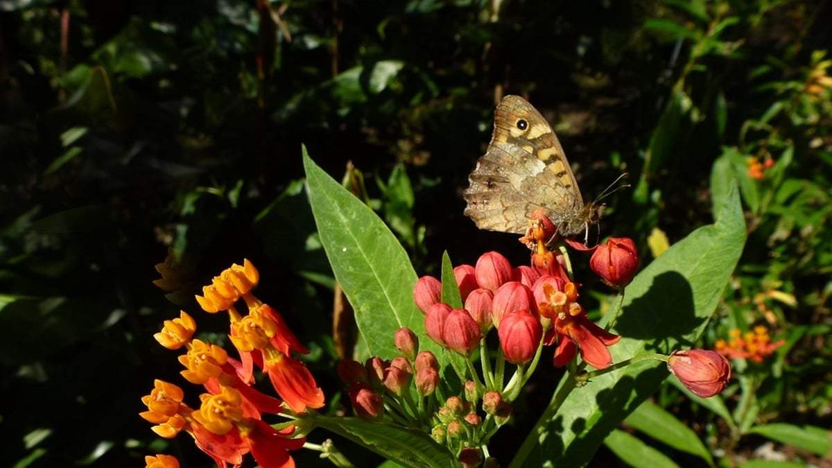 Asclepias. Fuente: (X)