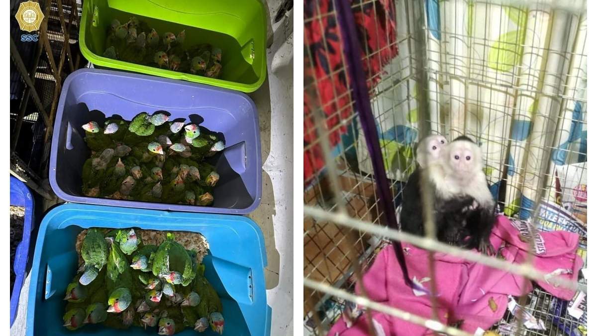 Animales rescatados en cateos en Iztapalapa