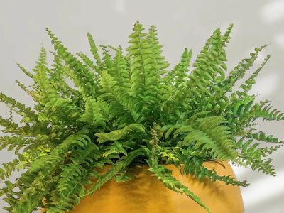 Plantas: seguí estos tips claves para tener el Helecho de interior más frondoso y sano