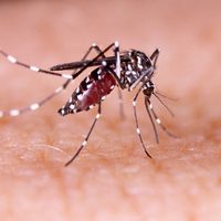 El lunes comienza la vacunación contra el dengue en la provincia de Santa Fe