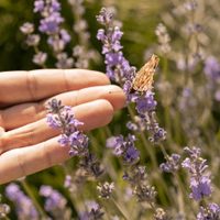 La poderosa y muy común planta con la que podés preparar este ungüento relajante y medicinal