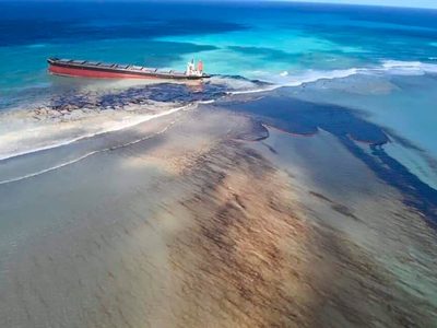 Encontraron a 18 delfines sin vida en Mauricio tras derrame de petróleo