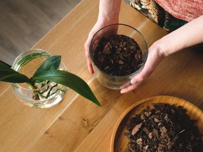 Qué es el método "barro" y cómo aplicarlo a tus plantas para trasplantarlas de forma efectiva