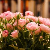 La planta con flores pequeñas que simboliza amor, delicadeza y belleza eterna: dónde cultivarla
