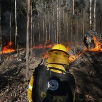 Destrucción total: los incendios forestales en Chile ya consumieron 11 mil hectáreas