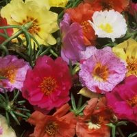 Es fácil de cuidar y tiene hermosas flores: la suculenta de moda perfecta para decorar tu hogar