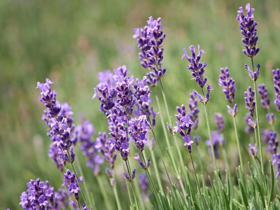 No tires las hojas secas de lavanda, mirá cómo podés hacer estos bowls rústicos que son un sueño