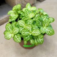 5 plantas chicas que son perfectas y fáciles de cuidar para tener adentro de la casa