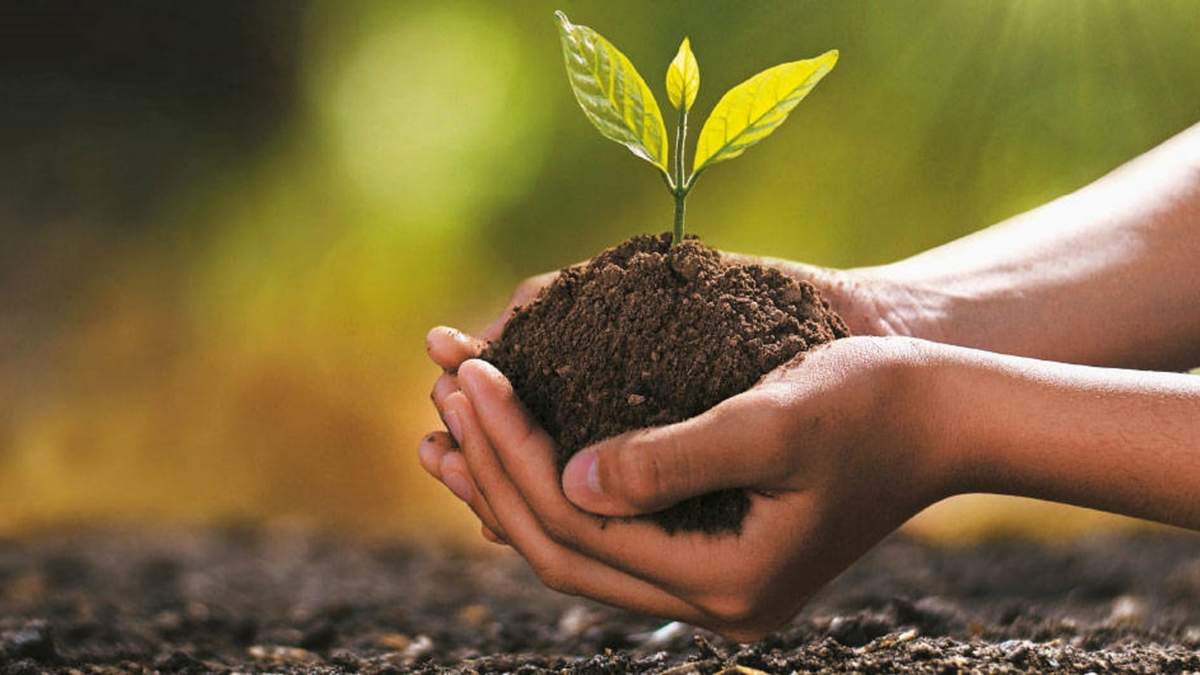 Diversas especies se plantarán a lo largo y ancho de la ciudad. Fuente: (Twitter).