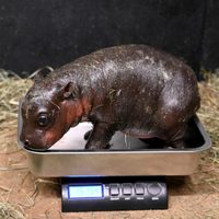Zoológico de Virginia recibe a hipopótamo pigmeo recién nacido al finalizar el año