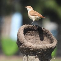 Curiosidades del hornero, el ave nacional: cuántas especies existen y seguro no conocías