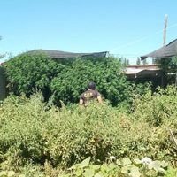 Una denuncia al 0800-drogas permitió erradicar un bosque de marihuana