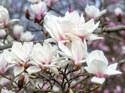 Magnolia, la planta que resiste el frío y perfuma el jardín con flores exóticas: cómo propagarla