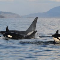 Por primera vez, registraron ataques de orcas a ballenas azules, el animal más grande del planeta