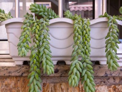 Plantas: el cactus colgante que es muy fácil de cuidar y se puede tener en interiores