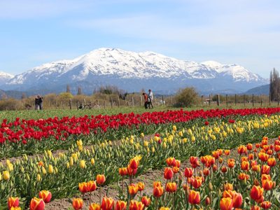 La primavera llegó a Chubut: abrió la temporada de tulipanes en Trevelin