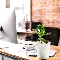 3 plantas que deberías tener en tu oficina o espacio de trabajo si querés mejorar
