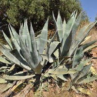 Cómo cuidar el agave, la suculenta apreciada por sus múltiples usos