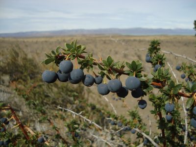 El calafate: el berrie patagónico que es un superalimento y que guarda una emotiva leyenda