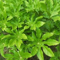 La planta tendencia en deco que crece rapidísimo y necesitas en casa si querés atraer la buena fortuna