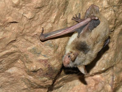 Descubrieron que una especie de murciélagos hace algo insólito para sobrevivir