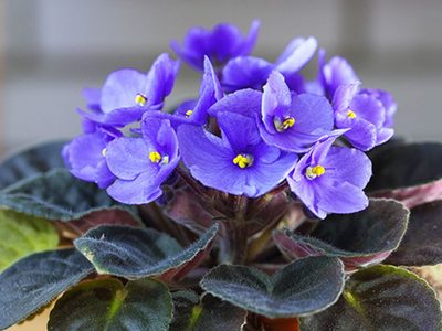 Se acerca la primavera: estas son las plantas de interior que podés tener dentro de tu casa