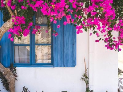 Las mejores plantas trepadoras con flores que van a decorar y perfumar tu casa todo el año