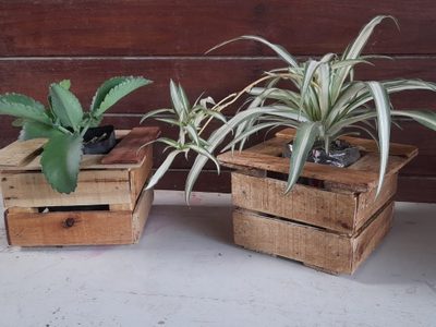 Con solo 1 caja y 2 espátulas de madera que no uses: creá esta maceta para suculentas, rústica y muy original