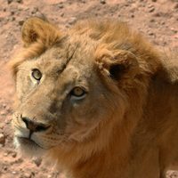 Sudán: en un país con hambre, unos voluntarios hacen lo imposible para alimentar a leones rescatados