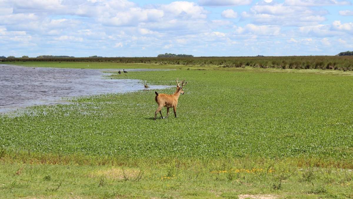 Aparecieron animales silvestres en ciudades. Fuente: (Twitter)
