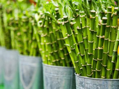 Plantas: mirá cómo salvar a tu bambú si comienza a ponerse amarillo o se marchita