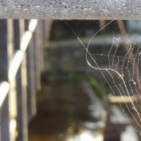 Truco casero y efectivo para alejar las arañas del hogar y evitar las telarañas para siempre