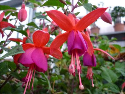 La hermosa planta que da flores de vivos colores y que cuelgan llamativamente hacia abajo