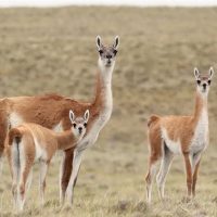 El cerco de Santa Cruz: la insólita medida para evitar el cruce de guanacos