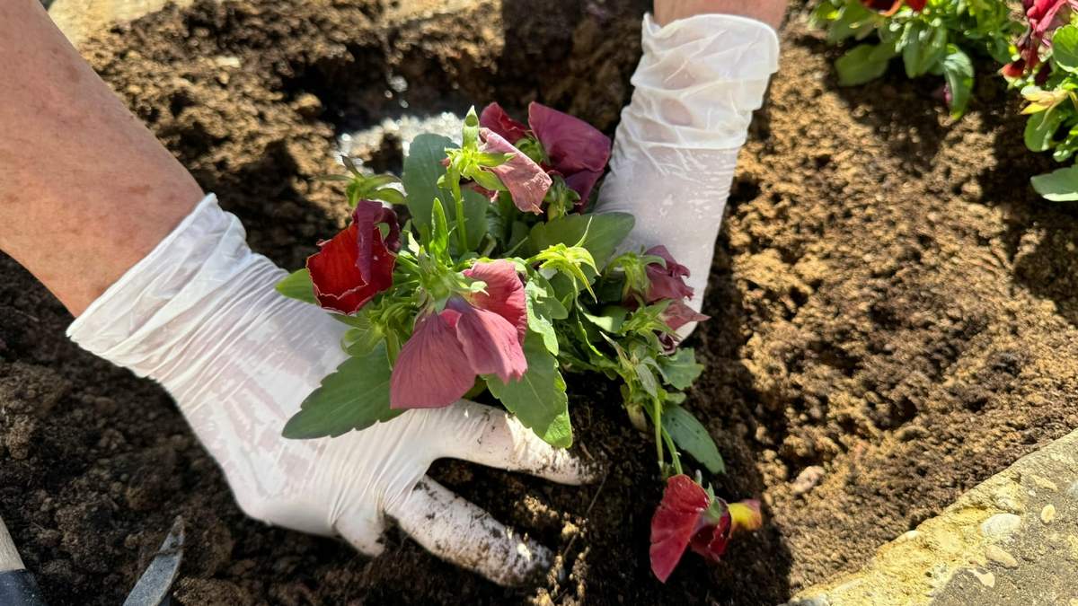 Al utilizar estos abonos caseros ricos en nitrógeno estarás nutriendo tus plantas de manera sostenible