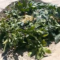 Habitantes de Campeche 'aprovechan” baches para hornear platillo tradicional de Día de Muertos