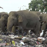 Veterinarios de Sri Lanka advierten que los elefantes mueren por comer plástico en los basurales