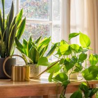 Ideal verano: las 5 plantas de interior que absorben el calor y que son de fácil cuidado