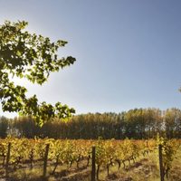 La bodega rionegrina que está en una isla