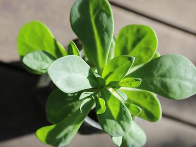 La planta pequeña con mala fama que esconde muchos beneficios para tu salud