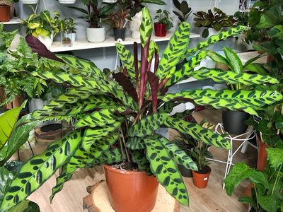 La increíble planta que tiene el poder de purificar el aire y brindarle humedad natural a tu casa