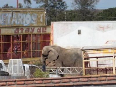 Profepa rescata a elefanta que vivía cercada al lado de una carretera