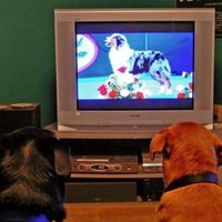 ¿Qué programas prefieren ver los perros en televisión?