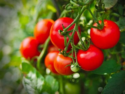Sin fertilizantes costosos: el secreto de los jardineros para que tu planta de tomate dé muchos frutos todo el año